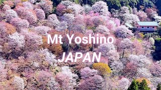 Mt Yoshino Cherry Blossoms Highlights  Japan Best Sakura Spots in Nara [upl. by Cavit]