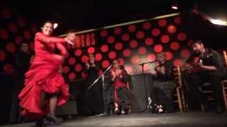 Amazing Flamenco Show in Los Tarantos Barcelona [upl. by Nahn537]