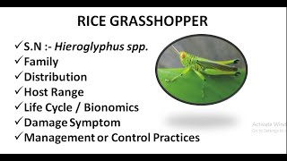 Major pest of Rice  Rice Grasshopper  Hieroglyphus spp pestcontrol bscagriculture 5th sem [upl. by Afira]