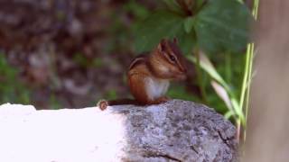 Chipmunk Squirrel  Cleaning itself and doing a Dance  1080p [upl. by Birck]