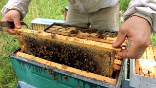 Harvesting 109 POUNDS of RAW HONEY [upl. by Anyad]