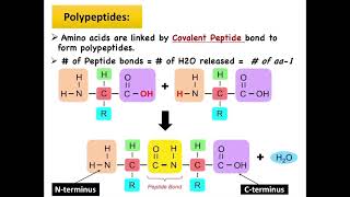 Cell Biology  Ch1 Proteins [upl. by Anemolif964]