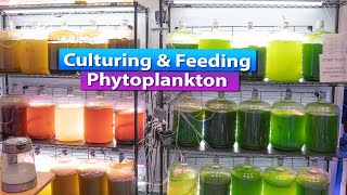 Culturing and Feed Phytoplankton to your Saltwater Aquarium Reef Tank [upl. by Reivazx]