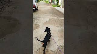 Daschhund puppy pet video malayalam  dog malayalam  shorts [upl. by Bidle735]