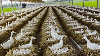 Harvesting Duck Eggs  Duck Egg Farm Business  DIY Cheap Food for Ducks [upl. by Anelrahc]