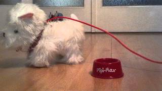 Pipi max the dog for kidsteaching kids狗개piescaneсобакаcãocâineperroสุนัขchienσκύλοςכלב [upl. by Maureen285]