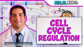 Cell Biology  Cell Cycle Regulation [upl. by Illil234]