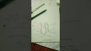 Wucheria bancrofti geology 💎📖📕📖📗 [upl. by Nordna]