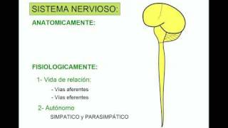 SISTEMA NERVIOSO 1 [upl. by Winser]