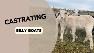 How to CASTRATE Goats [upl. by Ikciv]