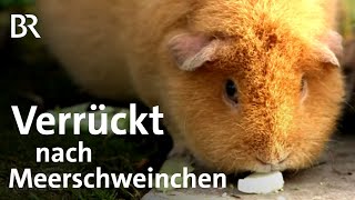 Meerschweinchen in Mittelfranken Pflege der Auffangstation  Zwischen Spessart und Karwendel  BR [upl. by Zadoc]