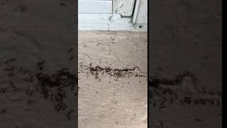 Baiting for Pharaoh Ants in Florida [upl. by Kessia]