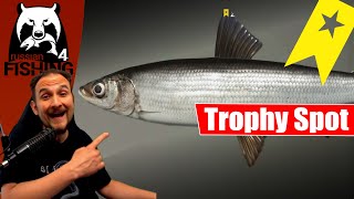 Russian Fishing 4  Ladogasee  Trophy Spot Zwergmaränen Renken [upl. by Lan]