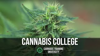 Learn about the Marijuana Industry at Cannabis College Cannabis Training University [upl. by Ceil568]