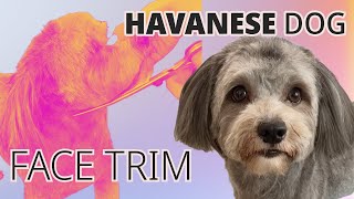 Easy Face Grooming  Havanese Dog [upl. by Bina]