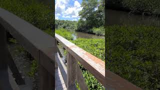 Caroni Boardwalk Always Relaxing in the morning [upl. by Nirrep]