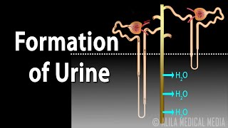 Formation of Urine  Nephron Function Animation [upl. by Doherty]