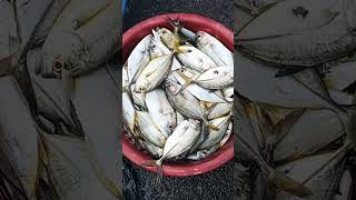 Kasimedufish market chennai shortvideo trending video [upl. by Janey]