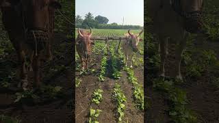 shetkariraja farming शेतकरीbrand bscagriculture rajma [upl. by Aicila]