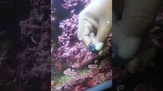 Coralline algae cleaningAcrylic aquarium [upl. by Festatus403]