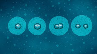 MITOSIS  Biología Desde Cero [upl. by Anyale]