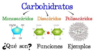 🍞 Carbohidratos 💥 ¿Qué son 🥔 Funciones 🍟 EJEMPLOS 🥞 Fácil y Rápido  BIOLOGÍA [upl. by Ikiv]