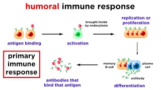 The Immune System Innate Defenses and Adaptive Defenses [upl. by Ytsim]