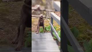 This Dogs Stick Was Too Big To Cross The Bridge shorts animals dog funny [upl. by Sivart732]