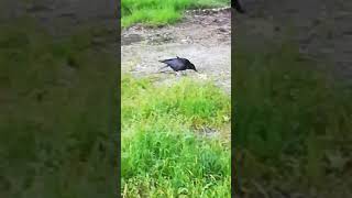 My old crow friend quotWhitefootquot whos living next to the river Isar [upl. by Holub15]