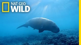 The Dugong the Oceans Vacuum Cleaner  Wild Egypt [upl. by Laurin]