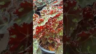 Begonia plants nature youtubeshort trendingvideo viral 1mviews [upl. by Creighton]