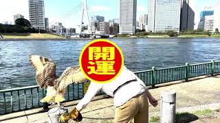 ベンガルワシミミズク（Bubo bengalensis）フライト練習2回目。 [upl. by Pickett]