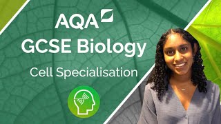 AQA GCSE Biology Cell Specialisation [upl. by Aggappe]