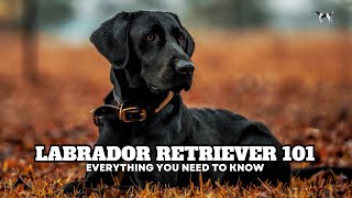 Labrador Retriever 101  Everything You Need To Know About This Lovable Family Dog [upl. by Ardnazxela]