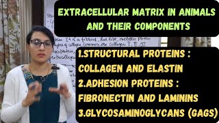 Extracellular Matrix in Animals  Components of Extracellular Matrix  ECM [upl. by Gabrielson]