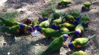 Colourful Rainbow Lorikeets at the Royal Botanical Gardens of Sydney [upl. by Esirtal517]