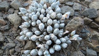 Antimima pygmaea Pigmeu Matfig uma planta suculenta muito rara [upl. by Mareld601]