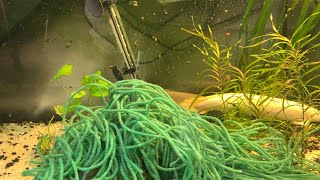 Bichir breeding and egg retrieval live [upl. by Josi263]