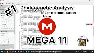 1 MEGA 11  Phylogenetic analysis of combined sequences Tutorial [upl. by Aicelf]