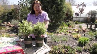 How to Thicken Variegated Boxwood Hedges  Grow Guru [upl. by Annawt]