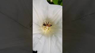 I Spotted a Honey Bee in a Great Bindweed Flower 🐝 shorts honeybee nature [upl. by Peppie]