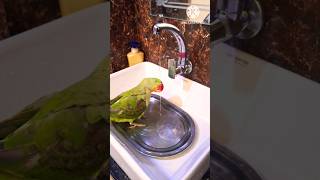 🐦parrot love taking a bath shortfeed shortvideo shorts talkingparrot metotametota mithumithu [upl. by Alyos]