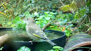 Greenfinches 2 [upl. by Brinson]