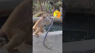 Snake 🐍 Bite Monkey 🐒 Mouth 😱🐵youtube viral ytshorts shortsvideoviral views [upl. by Sorcha508]