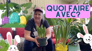 Plantes de maison  Que faire avec les plantes quon reçoit à Pâques [upl. by Ano163]