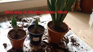 Snake mother in laws tongueSansevieria Plant GrowCaremultiple [upl. by Abramo]