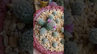 mammillaria vetula ssp gracilis CV Roi baudoin yonniux [upl. by Lyrrehs226]