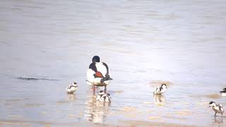 Shelduck and Shelducklings [upl. by Ardnohs87]