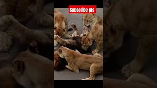 lioness attack male lion । lioness attack leopard । youtubeshorts [upl. by Dorena]