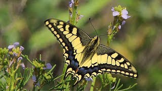 Махаон Papilio machaon  Swallowtail  Film Studio Aves [upl. by Arikat]